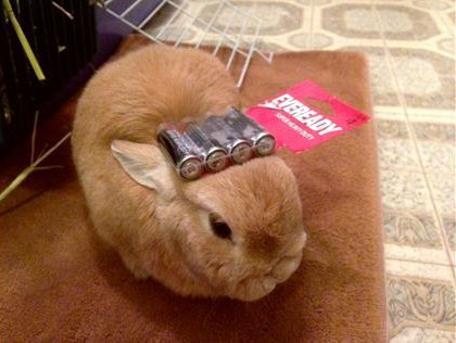 Bunny and Batteries