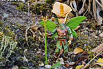 3D Printed Flower Fairy-flower_fairy_thumb.jpg