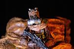 KOTOR Sand People Chieftain Black Series-101baf45-c463-4ad8-9cdb-e5c2a411c855.jpg