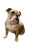Frozntenderloin's Avatar