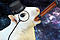 Junk Squirrel's Avatar