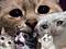 Gnoll's Avatar
