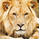 The Lion's Den
